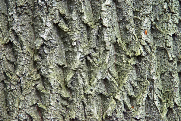 Bark — Stock Photo, Image