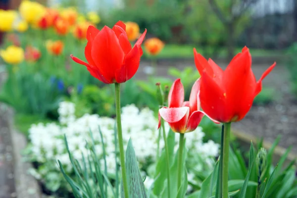 Tulip — Stock Photo, Image