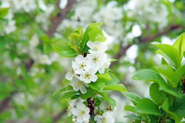 Cherry Tree — Stock Photo, Image