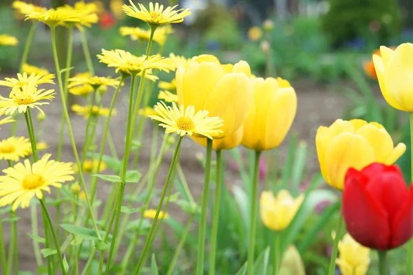 Tulpe — Stockfoto