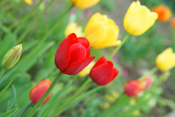 Tulip — Stock Photo, Image