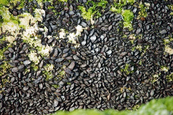 Kleine Muscheln — Stockfoto