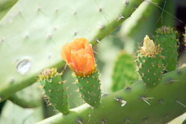 Cactus plant — Stock Photo, Image