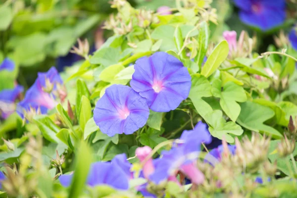 Flores — Fotografia de Stock