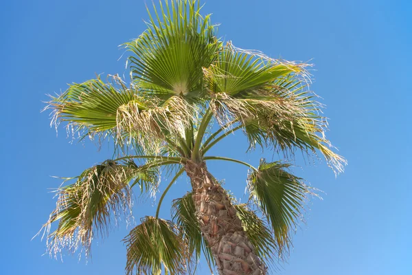 Palmträd — Stockfoto