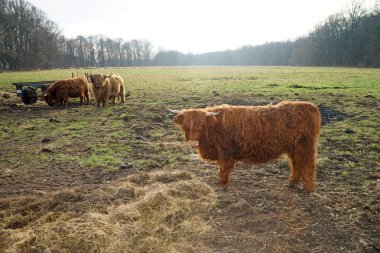 İskoçya Sığırları