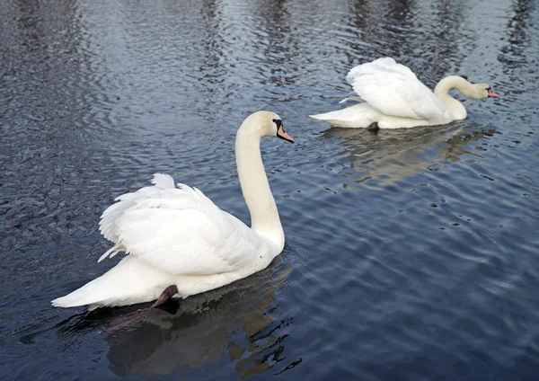 Swans — Stock Photo, Image