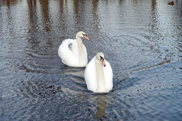 Cisnes —  Fotos de Stock