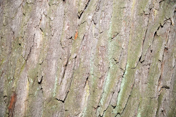 Corteza de árbol — Foto de Stock