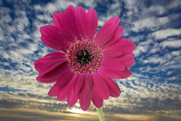 Gerbera — kuvapankkivalokuva