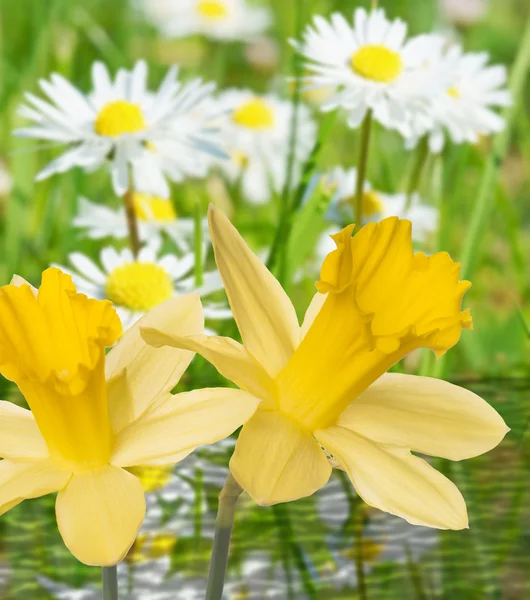 Primavera — Foto de Stock