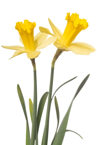 Daffodilos — Fotografia de Stock