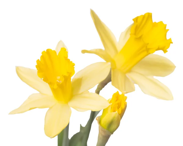 Daffodilos — Fotografia de Stock