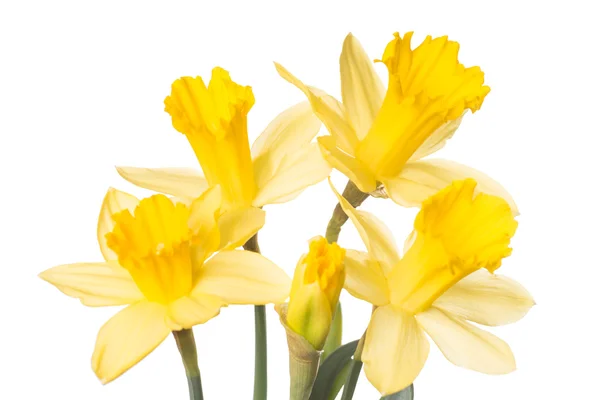 Daffodils — Stock Photo, Image