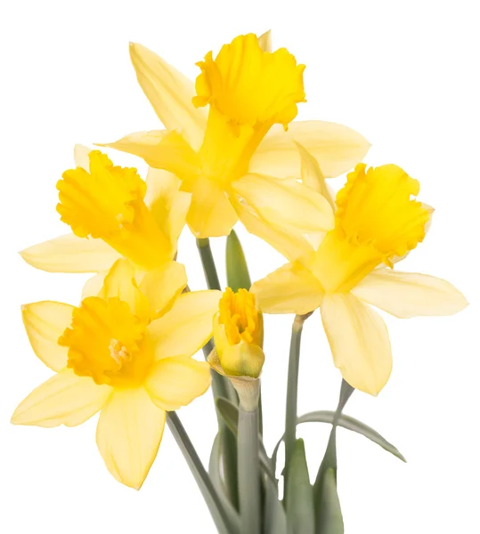 Narcissen — Stockfoto