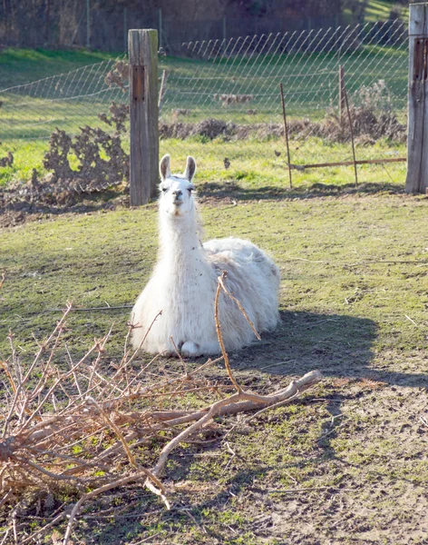 ラマ — ストック写真