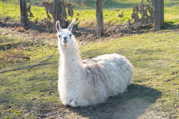 Lama — Stockfoto