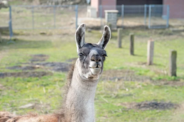 Lama — Stockfoto