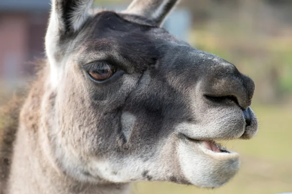 Lama — Stock Photo, Image