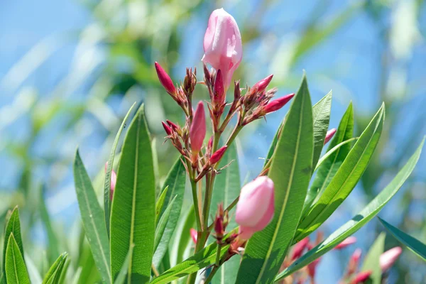 Oleander — Stock fotografie