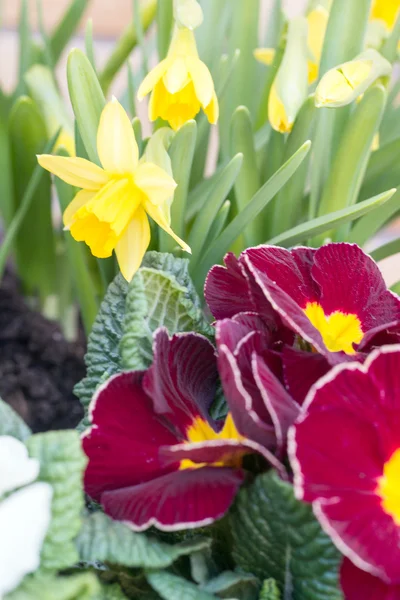 Sleutelbloemen — Stockfoto