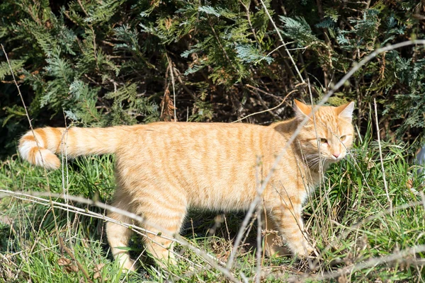 Cat in nature — Stock Photo, Image