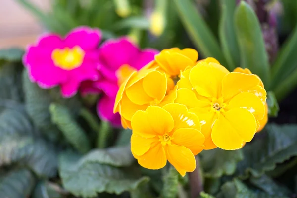 Primroses Stock Fotografie