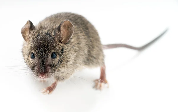 Мышь — стоковое фото