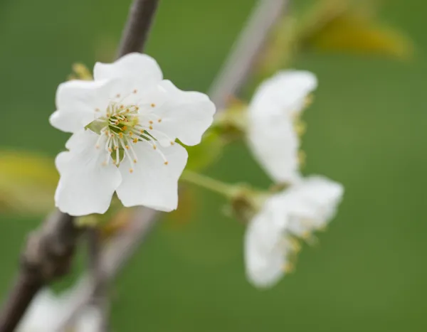 Primavera — Foto Stock