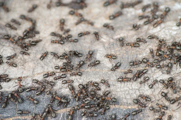 蚂蚁民俗 — 图库照片