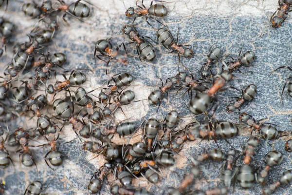 Ants folk — Stock Photo, Image