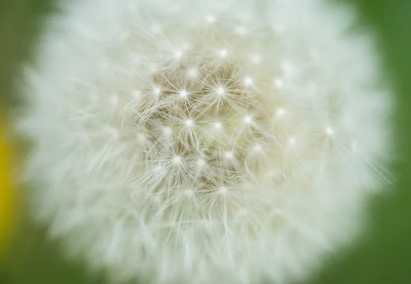 蒲公英花 — 图库照片