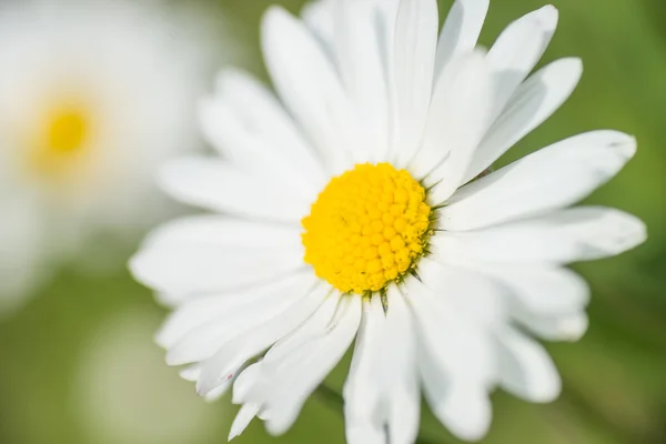 Prästkragar — Stockfoto