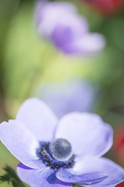 Flor — Fotografia de Stock