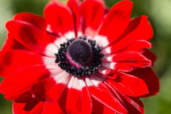 Flower — Stock Photo, Image