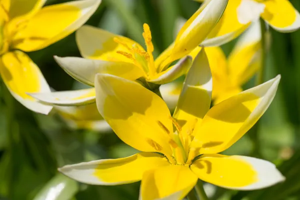 Flor — Fotografia de Stock