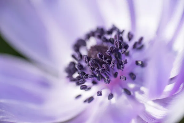 Flower — Stock Photo, Image