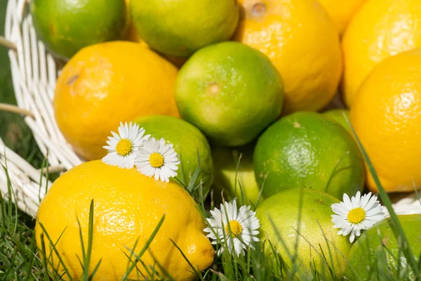 Limone e lime Immagini Stock Royalty Free