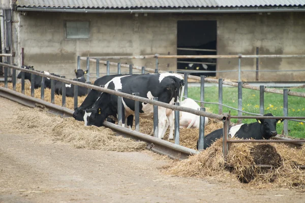 Vacas — Foto de Stock