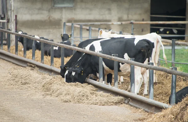 Vacas — Foto de Stock