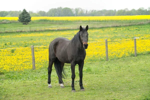 Kůň — Stock fotografie