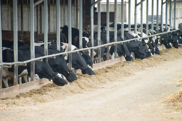 Vacas — Foto de Stock