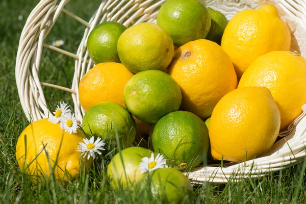 Limone e lime Foto Stock