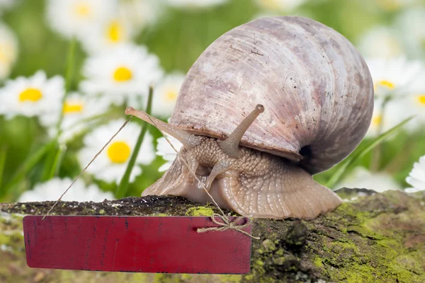 Snail — Stock Photo, Image