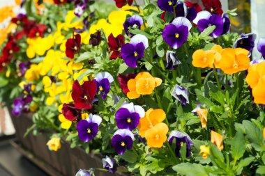 flickan gör läxor, djupt i tanken