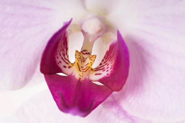 Orchid — Stock Photo, Image