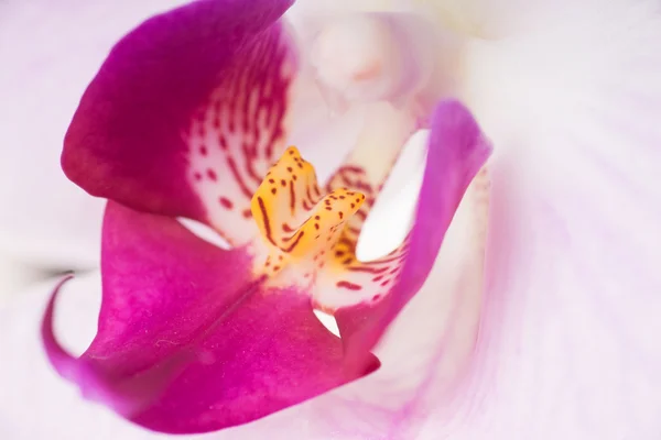 Orchidée — Photo