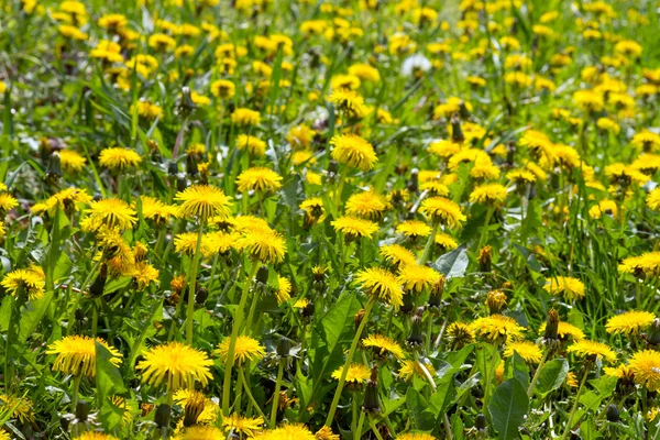 Paardenbloemen — Stockfoto