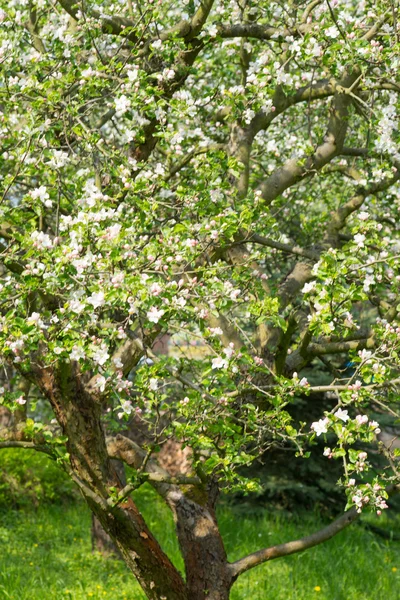 Spring — Stock Photo, Image