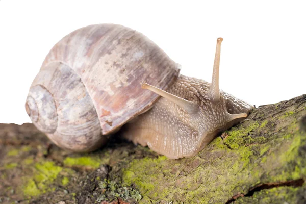 Snail — Stock Photo, Image